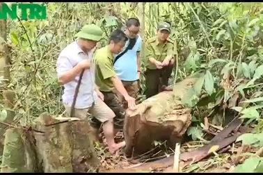 Những dấu hiệu bất thường từ việc phá rừng?