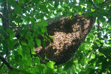 Hàng chục người bị ong chích tả tơi trong công viên 