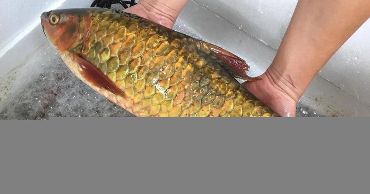 Đặc sản ở Việt Nam càng nuôi lâu má càng đỏ, sống thọ tới 50 năm