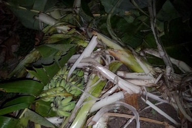 Voi rừng liên tiếp tấn công voi nhà, phá 21ha hoa màu