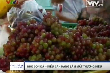 Độn đá vào nho Ninh Thuận, kiếm lợi chục triệu/tháng