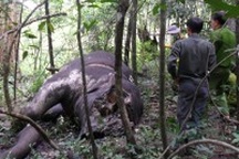 Phát hiện xác voi rừng mất đầu và 4 chân