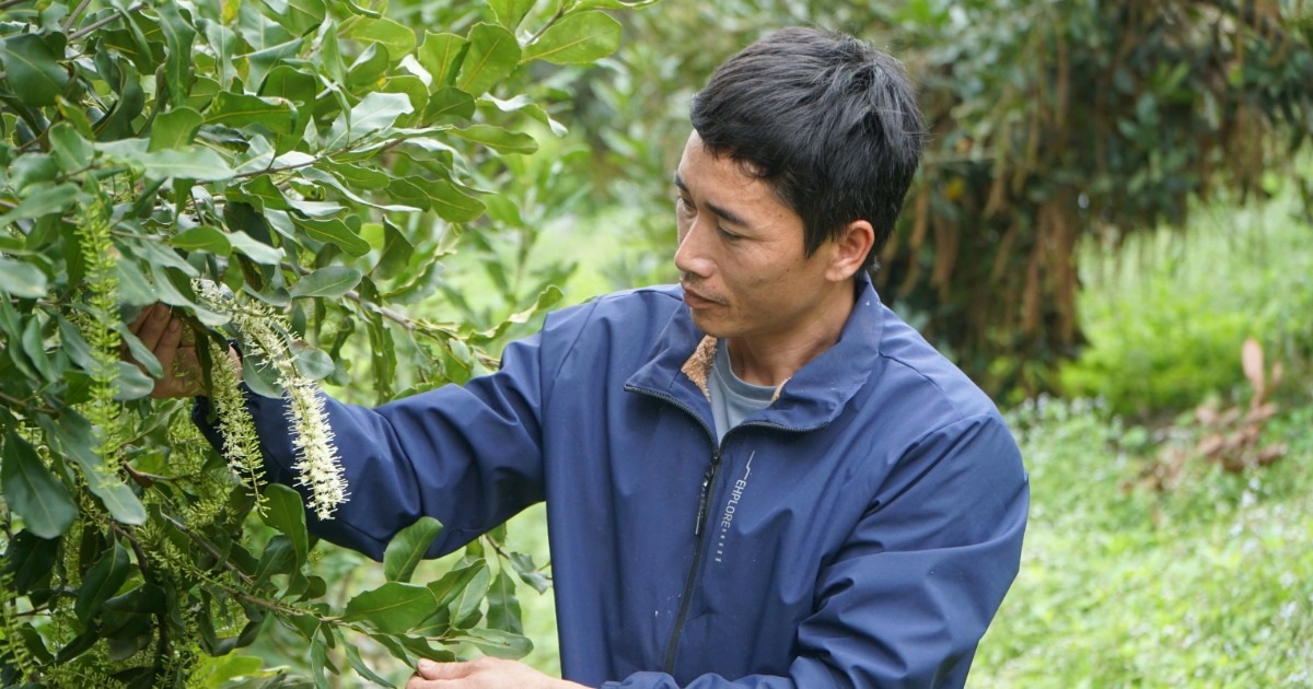 Cử nhân không xin được việc, về quê đổi đời nhờ "cây tỷ đô"