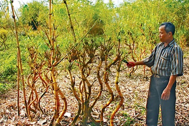 Lão nông mê cây và 1.000 con “rồng vàng”