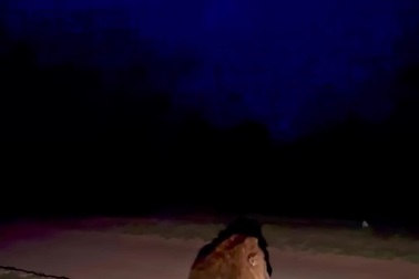 Bầy sư tử giật mình hốt hoảng khi nghe thấy tiếng sấm