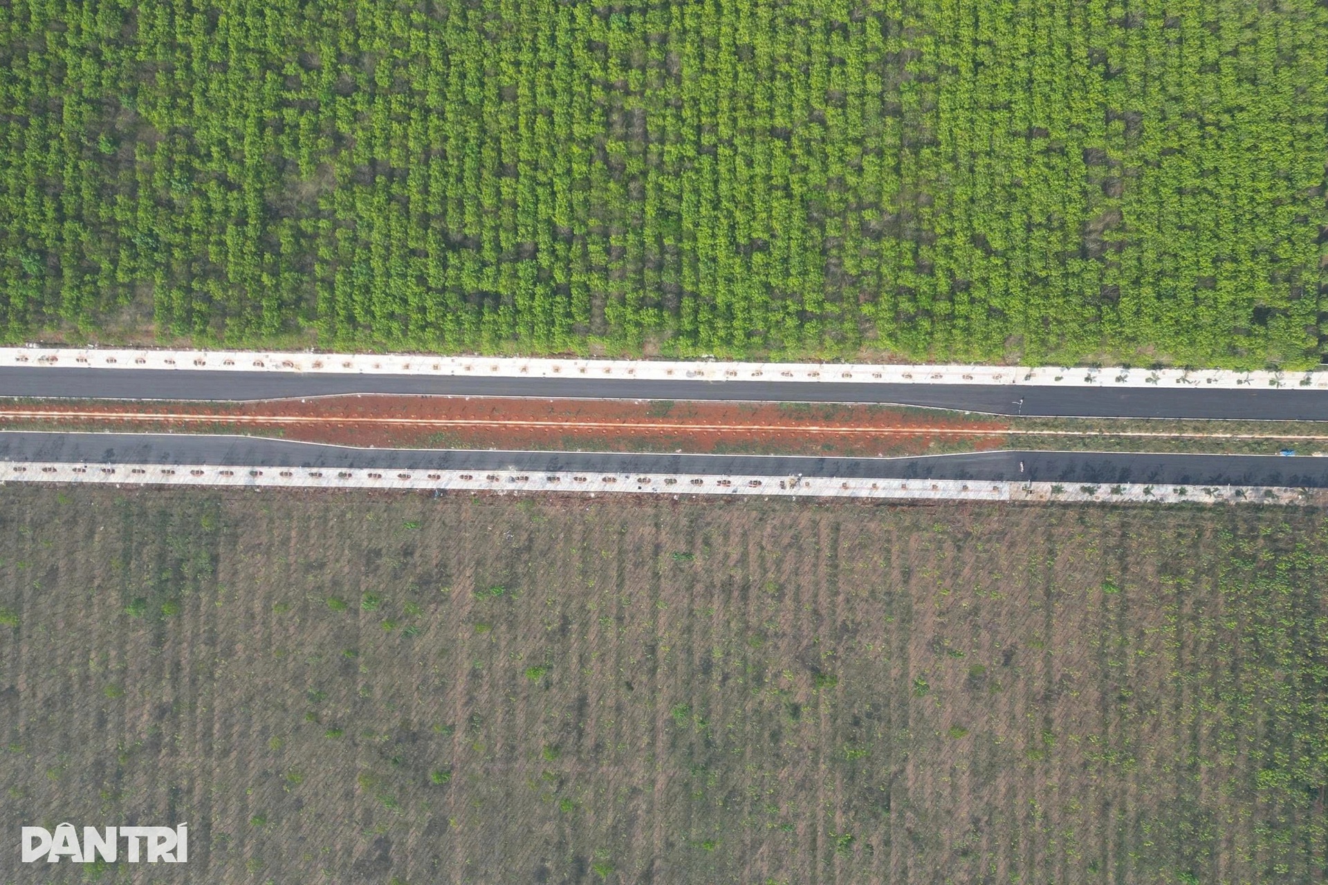 Ngắm tuyến đường vành đai ở Đồng Nai xuyên rừng cao su - 2