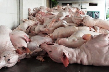 Chở heo, chó "bẩn" trên xe khách "chất lượng cao"