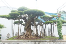 Mục sở thị bộ ba sanh cổ giá hơn 1 triệu USD của nghệ nhân Nam Định