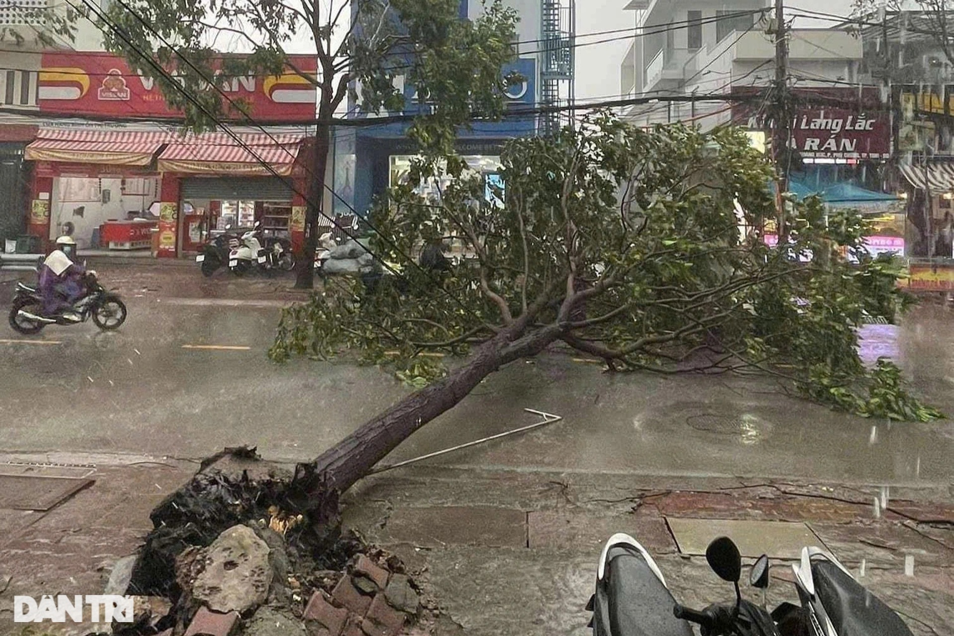 Mưa lớn giật đổ nhiều cây cổ thụ, cột điện, mái hiên ở TPHCM và Bình Dương - 11 Mưa lớn giật đổ nhiều cây cổ thụ, cột điện, mái hiên ở TPHCM và Bình Dương - 11