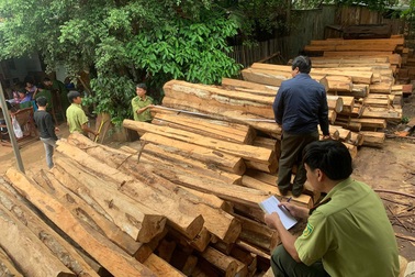Kiểm tra kho gỗ “khủng”, tạm giữ chủ doanh nghiệp