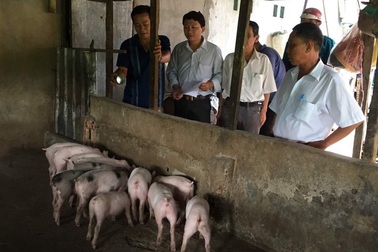 Dịch tả lợn châu Phi diễn biến phức tạp ở khu vực ĐBSCL