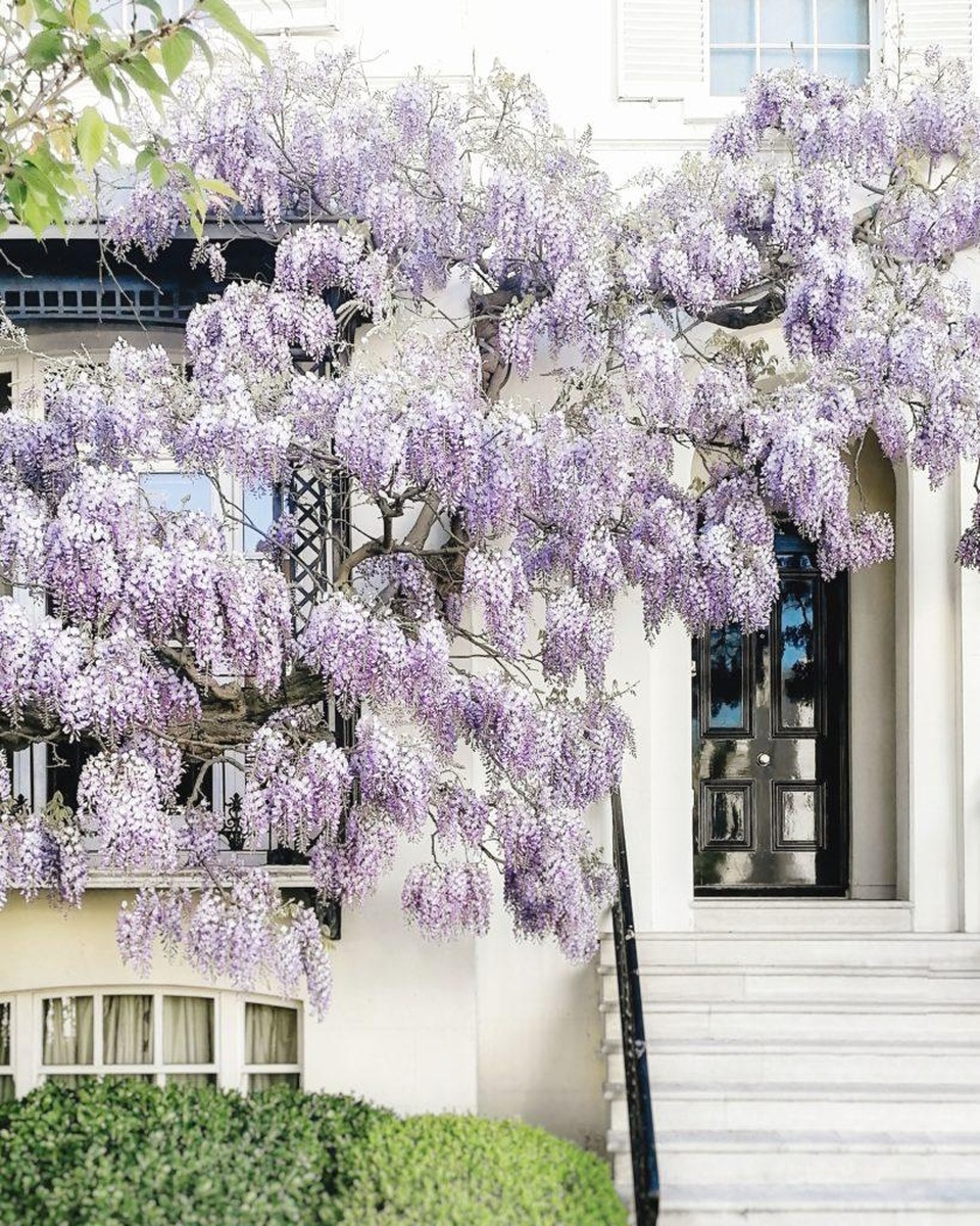 Những biệt thự phủ kín sắc tím hoa tử đằng đẹp như cổ tích ở Anh - 10