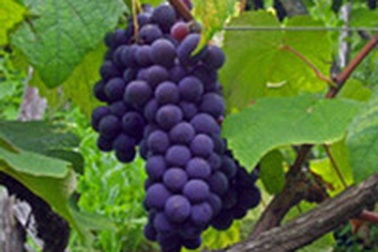 Nho giúp giảm huyết áp