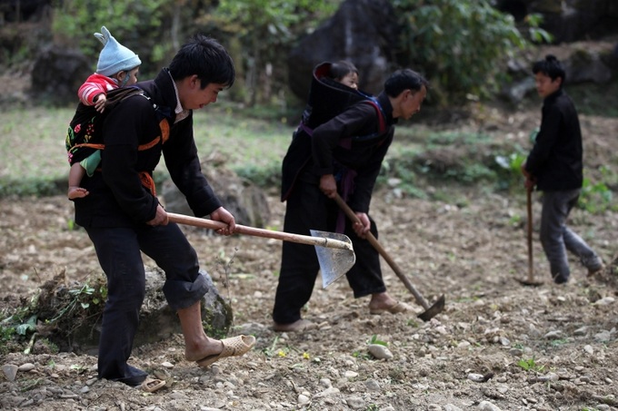 Trẻ em dân tộc Mông ở Đồng Văn, Hà Giang theo cha mẹ đi làm nương rẫy. Ảnh: Lê Anh Dũng