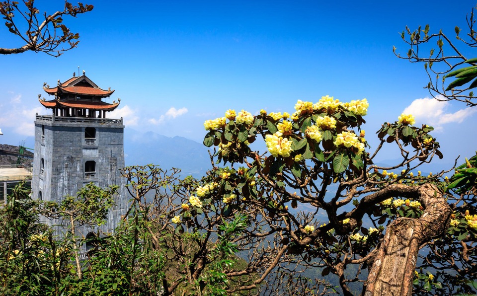 Ngắm những cây đỗ quyên trăm tuổi bung nở rực rỡ trên đỉnh Fansipan - 3 Ngắm những cây đỗ quyên trăm tuổi bung nở rực rỡ trên đỉnh Fansipan - 3