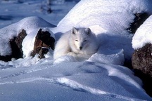 Làm thế nào để động vật và thực vật sống sót qua mùa đông băng giá?