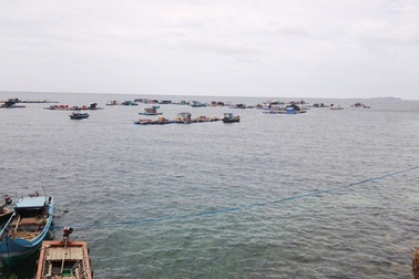 Cá bớp bệnh chết hàng loạt, người dân lao đao