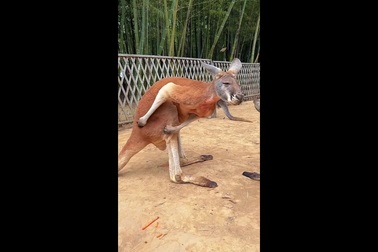 Kangaroo khổ sở vì bị muỗi đốt