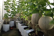 Trồng 20 m2 dưa lưới trên nóc nhà, ông bố Sài thành thu 4 tạ dưa mỗi năm