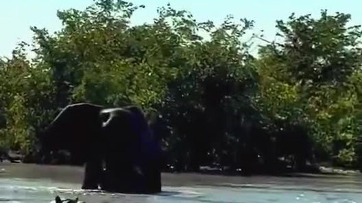 Hà mã bất lực khi bị voi xâm phạm lãnh thổ