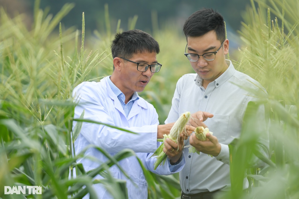 Ngô hoa quả ngọt ăn trực tiếp không cần luộc ở Hà Nội - 4 Ngô hoa quả ngọt ăn trực tiếp không cần luộc ở Hà Nội - 4