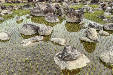 Những cánh đồng Meka xinh đẹp lúa xen lẫn đá