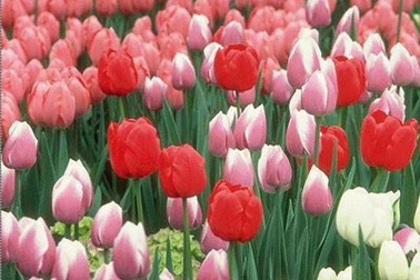 Hậu Lễ hội hoa diễn ra chưa đẹp