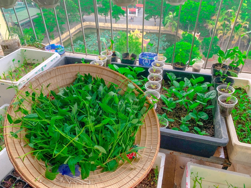 Những khu vườn ban công nhỏ mà có võ, tràn ngập rau trái sum suê - 12 Những khu vườn ban công nhỏ mà có võ, tràn ngập rau trái sum suê - 12
