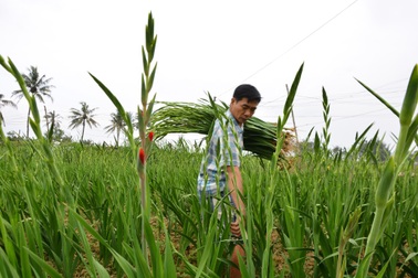 Làng hoa lay ơn "hốt bạc" dịp Tết sau 4 năm trắng tay vì mưa lũ