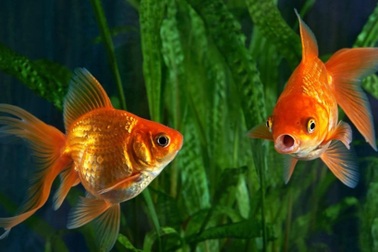 Bí mật có thể bạn chưa biết về "trí nhớ" của cá vàng