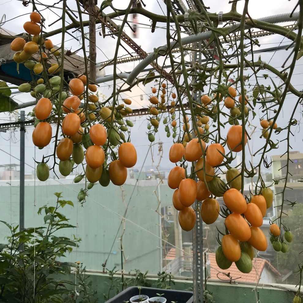 Kinh nghiệm trồng cà chua sai trĩu trên sân thượng của nữ gia chủ Đà Nẵng - 4 Kinh nghiệm trồng cà chua sai trĩu trên sân thượng của nữ gia chủ Đà Nẵng - 4