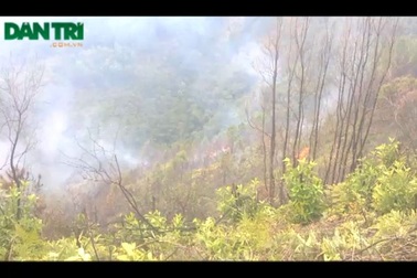 Cháy rừng thông nhiều năm tuổi.