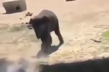 Voi con đẩy bạn xuống nước