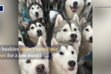 100 con chó Husky trốn khỏi quán cà phê, náo loạn trung tâm thương mại