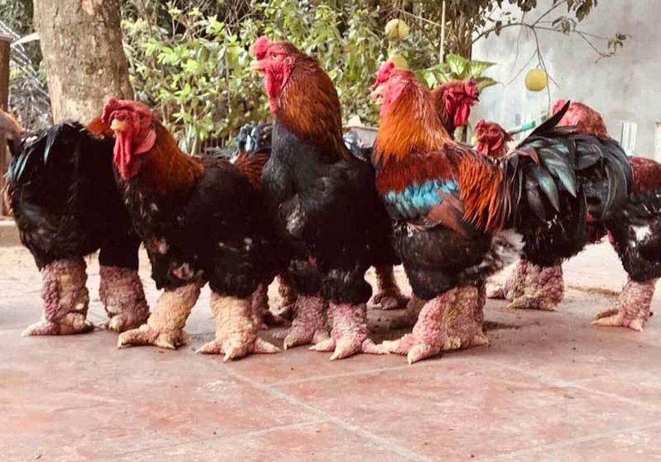 Trả 20 triệu đồng vẫn không mua nổi cặp chân gà Đông Tảo ăn Tết - 3 Trả 20 triệu đồng vẫn không mua nổi cặp chân gà Đông Tảo ăn Tết - 3