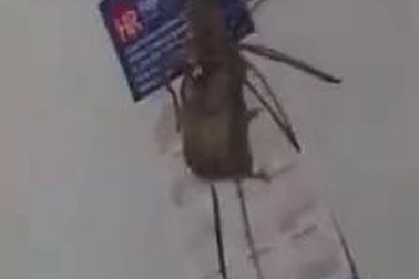 Chứng kiến nhện khổng lồ tha chuột