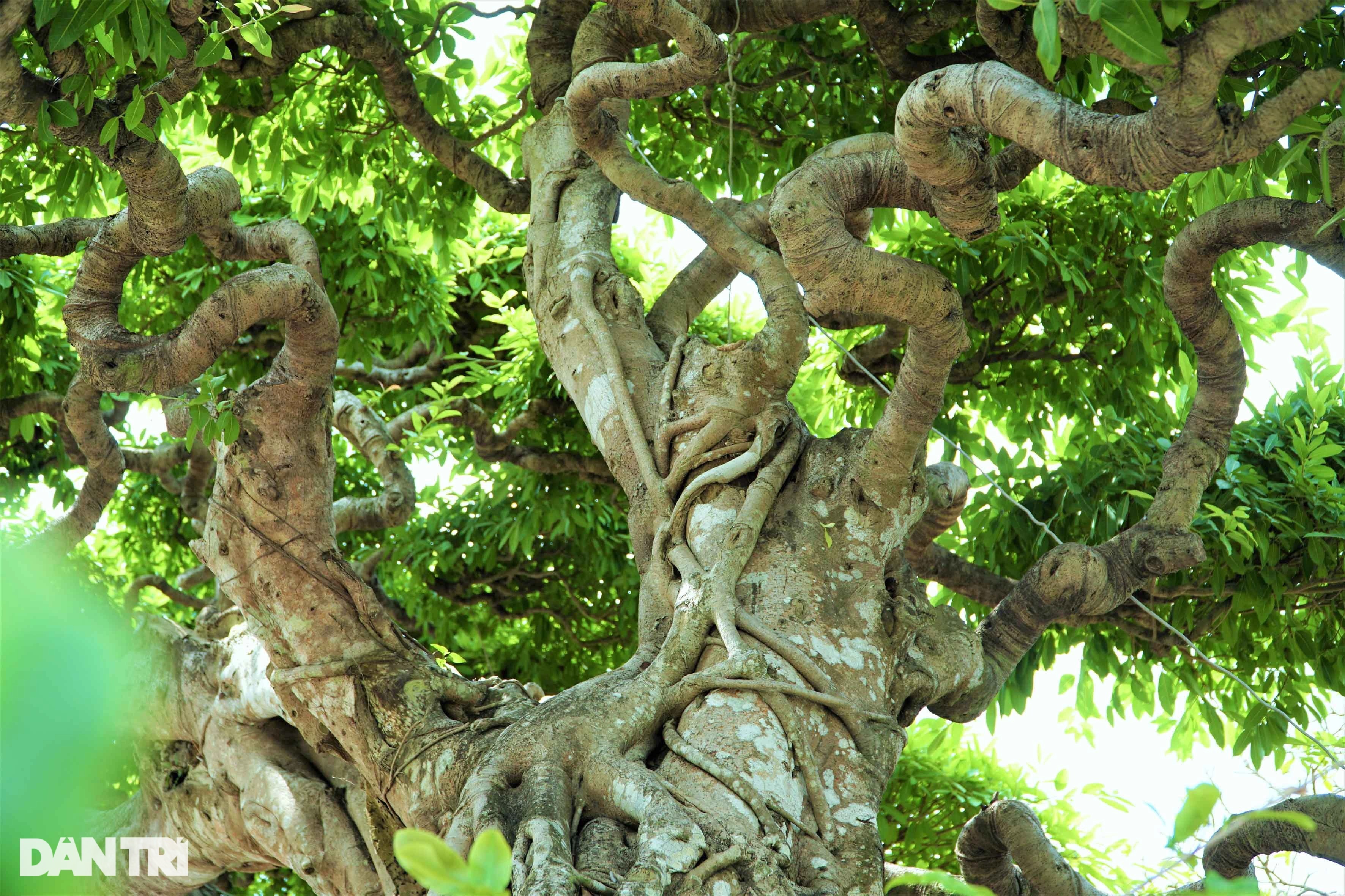 Chiêm ngưỡng cây sộp dáng rồng, lập kỷ lục châu Á. - 4