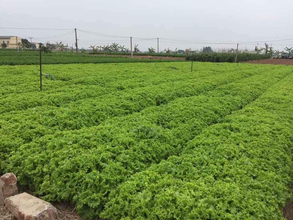 Nghịch cảnh Hải Dương: Nông sản được mùa, bà con như ngồi trên đống lửa - 4 Nghịch cảnh Hải Dương: Nông sản được mùa, bà con như ngồi trên đống lửa - 4