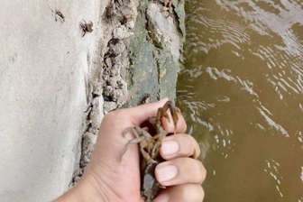 Tìm nguyên nhân cá chết bất thường trên sông Đáy