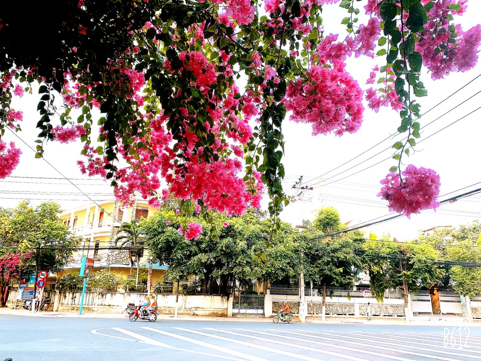 Nha Trang: Hoa giấy rực rỡ khắp các nẻo đường - 1 Nha Trang: Hoa giấy rực rỡ khắp các nẻo đường - 1