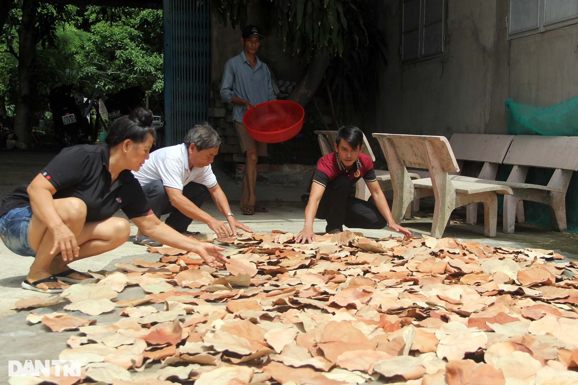 Lá tra xuất ngoại mang về tiền tỷ - 5 Lá tra xuất ngoại mang về tiền tỷ - 5