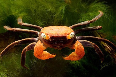 Sau rắn rết, giới trẻ chuyển sang chơi...cua ma