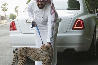 Cậu ấm cô chiêu Ả rập đọ độ giàu bằng thú cưng ‘hổ, báo’