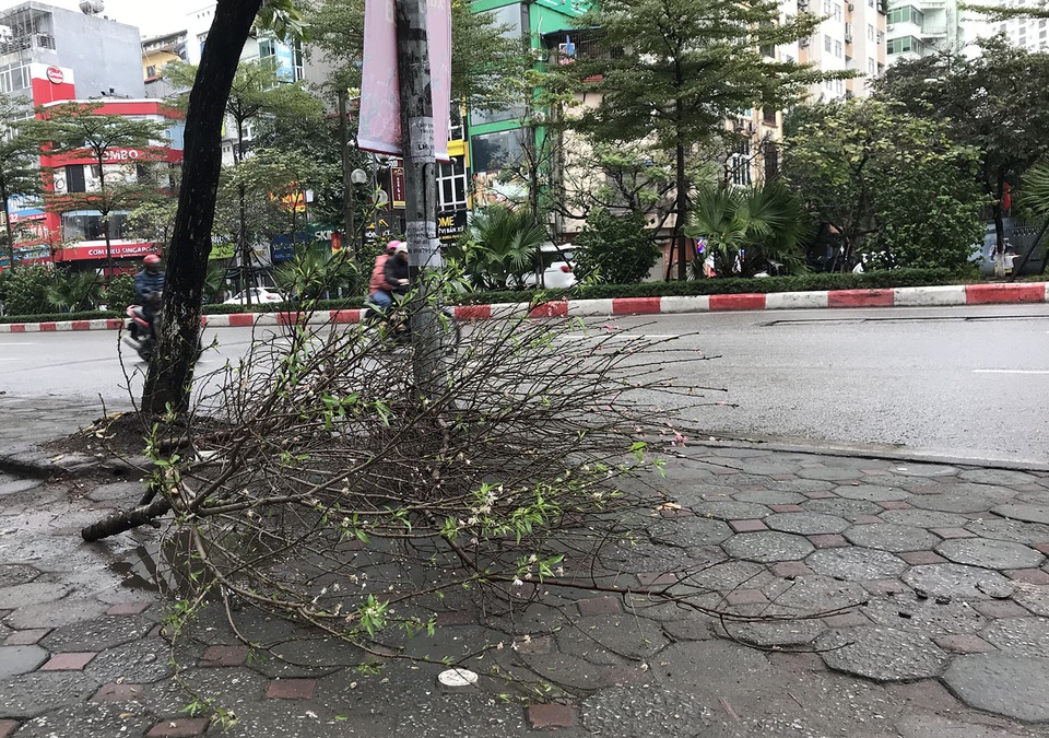 Hết Tết, cành đào tiền triệu đổi vận biến thành củi khô - 1 Hết Tết, cành đào tiền triệu đổi vận biến thành củi khô - 1