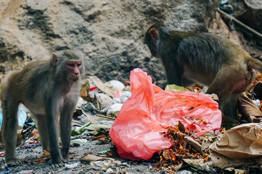 Cho khỉ ăn ở Sơn Trà: Gây nguy hiểm cho khỉ lẫn du khách