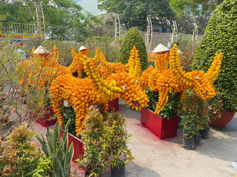 Trâu kiểng độc lạ vài chục triệu đồng; buôn mai, đào buồn chưa từng thấy - 1 Trâu kiểng độc lạ vài chục triệu đồng; buôn mai, đào buồn chưa từng thấy - 1