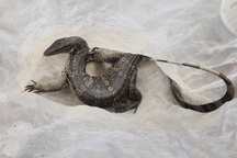 Kỳ đà quý hiếm xuất hiện tại vườn nhà dân ở TPHCM