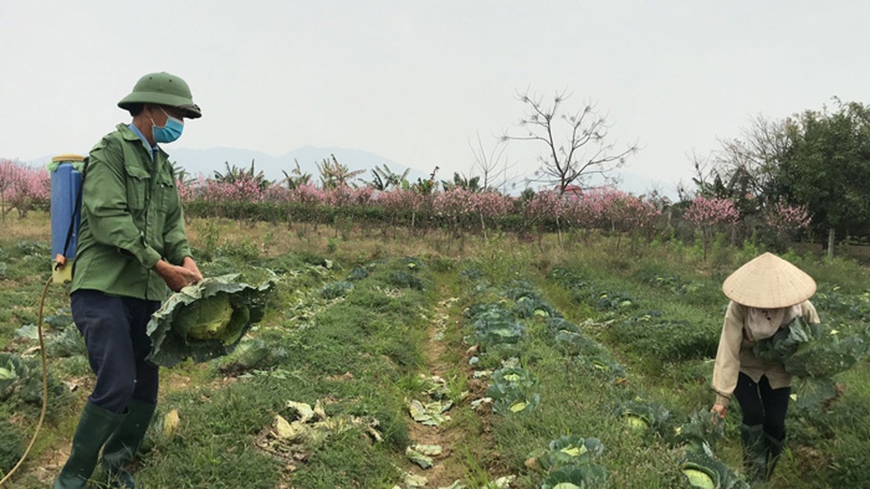 Xót xa cảnh súp lơ nở hoa, cà chua thối rữa đầy đồng giữa tâm dịch Hải Dương - 6