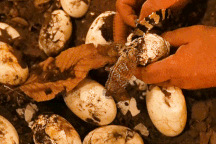 Ấp nở nhân tạo cá sấu xiêm quý hiếm ở TPHCM