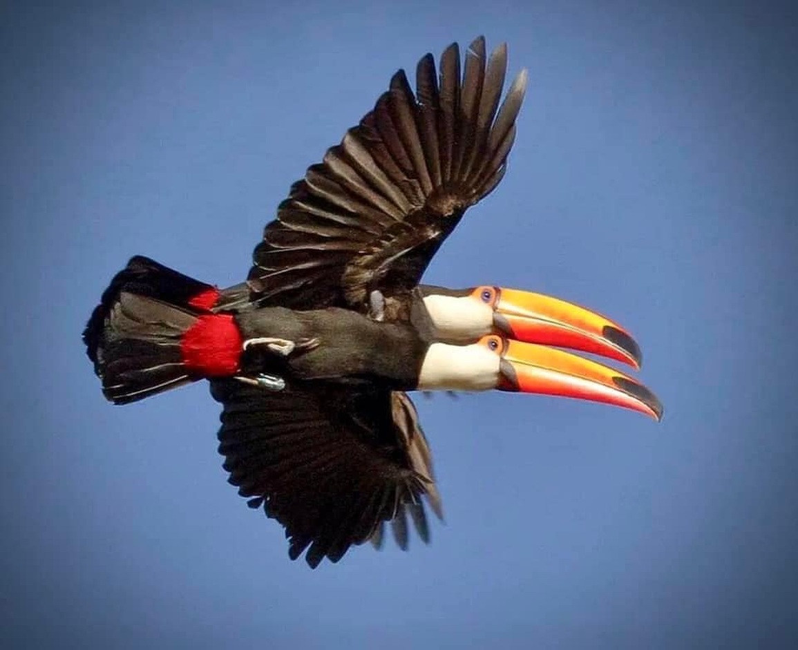 Vẻ đẹp của loài chim Toucan - 20